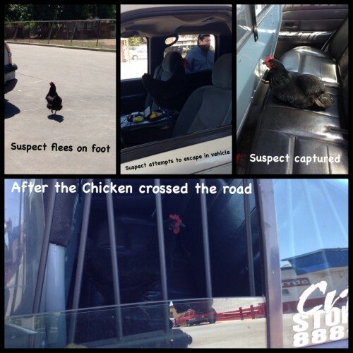 Chicken road 2, chicken road 2 kostenlos spielen